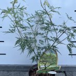 Javor dlaňolistý (Acer palmatum) ´EMERALD LACE´ - výška 40-60 cm, kont. C1,5L